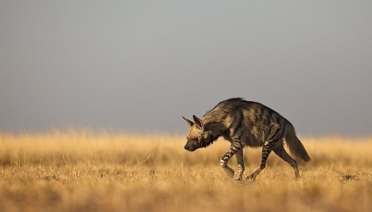 Młode hieny w natarciu, czyli krótki tekst o obojętności