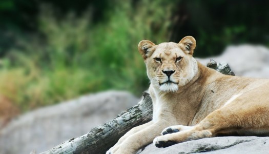 Samotne matki mają jaja. Wielkie jaja