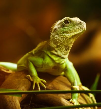 zwierzątko dla dziecka